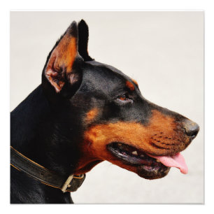Foto Gorgeous Doberman Pinscher