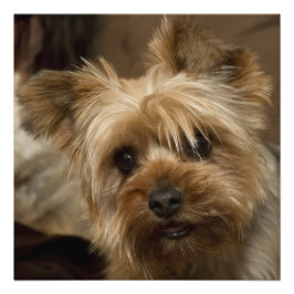 Foto Gorgeous Yorkshire Terrier