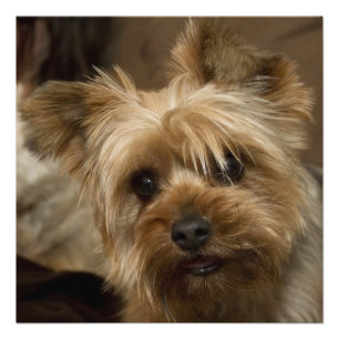Foto Gorgeous Yorkshire Terrier