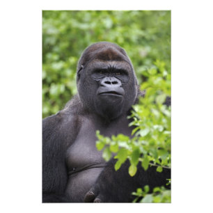 Foto Gorila de Lowland de Silverback, Gorila de Gorila,