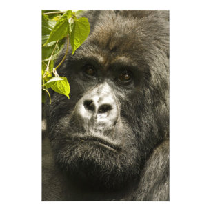 Foto Gorila de montaña, Gorilla beringei beringei,