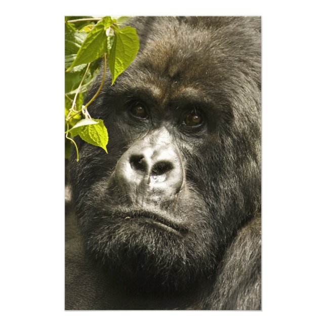 Foto Gorila de montaña, Gorilla beringei beringei, (Frente)