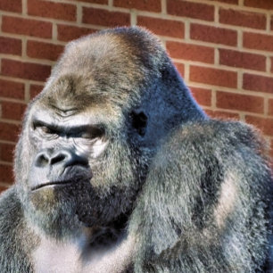 FOTO GORILLA