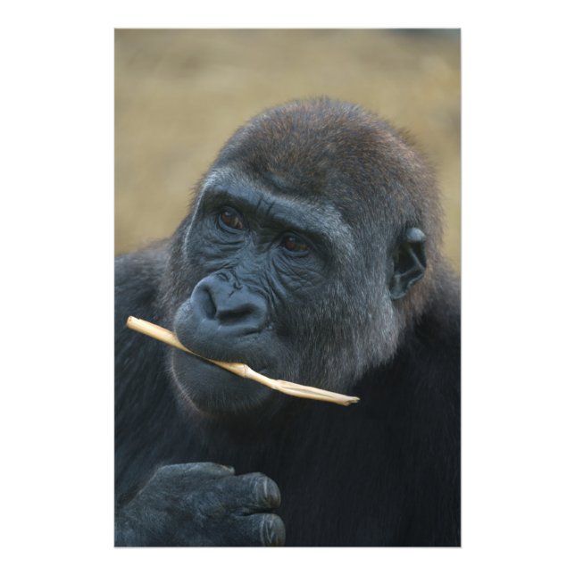 Foto Gorilla Youngster Shufai (Frente)