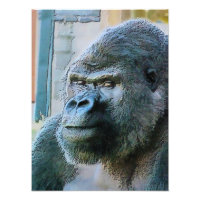 GORILLAS