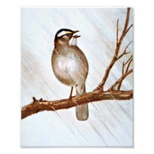Foto Gorrión Throated blanco