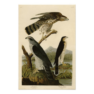 Foto Goshawk, Stanley Hawk, los pájaros de América de A