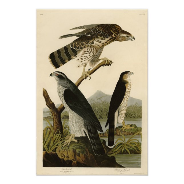 Foto Goshawk, Stanley Hawk, los pájaros de América de A (Frente)