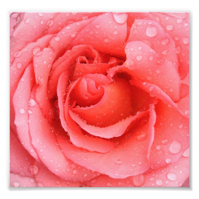 Foto Gotas de agua de rosa rosa romántica (Frente)