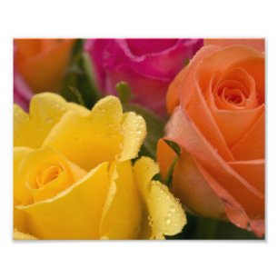 Foto Gotas de agua en rosas amarillo-naranja y rosados