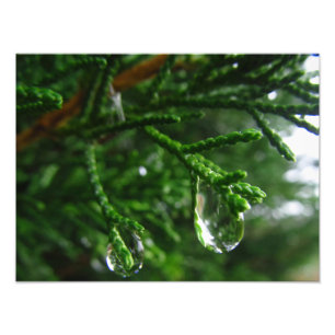 Foto Gotas de agua en una rama de árbol
