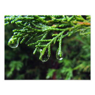 Foto Gotas de agua en una rama de árbol (#2)