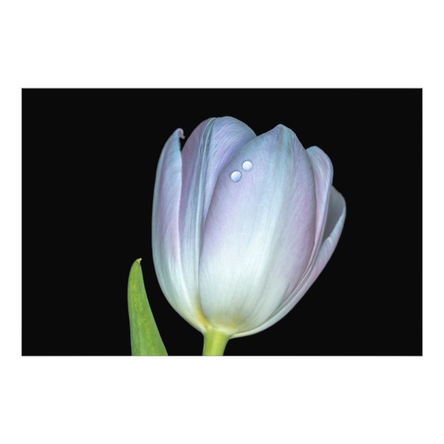 Foto Gotas de rocio conversando (Frente)