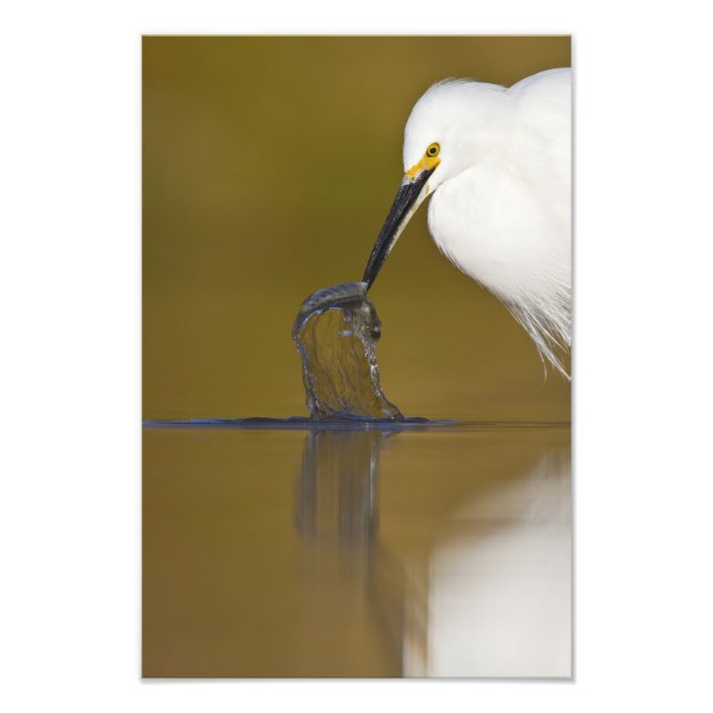 Foto Gotcha (Frente)