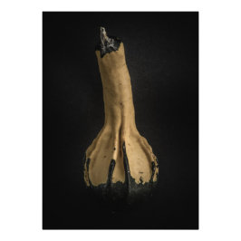 Foto Gourds No 5 Color Version