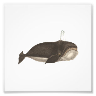 Foto Grabado antiguo de una ballena