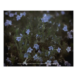 Foto Grace for Bees