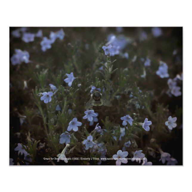 Foto Grace for Bees (Frente)