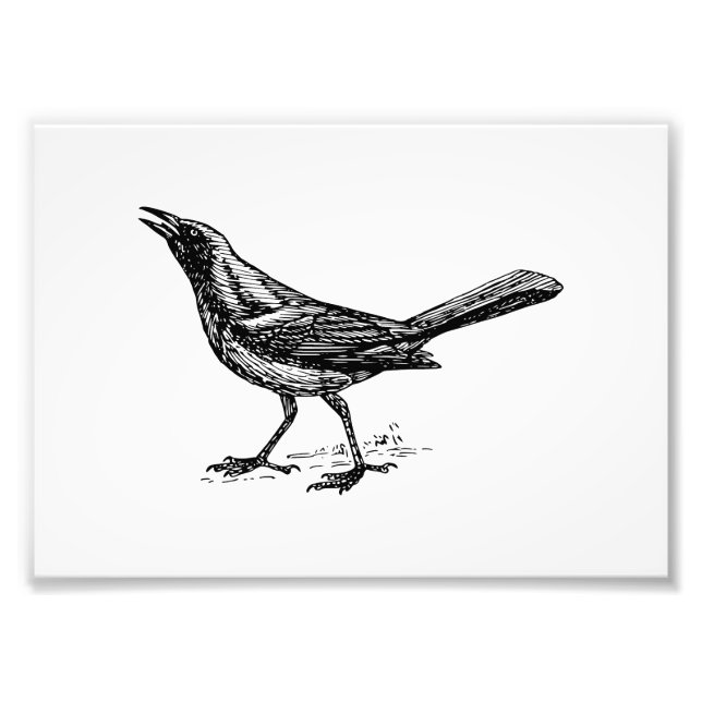 Foto Grackle Bird Vintage Sketch (Frente)