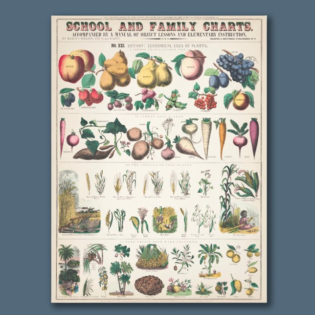 Foto Gráfico de Educación Botánica Escolar Vintage 1890 (This vintage chart makes a great addition to your home or classroom!)