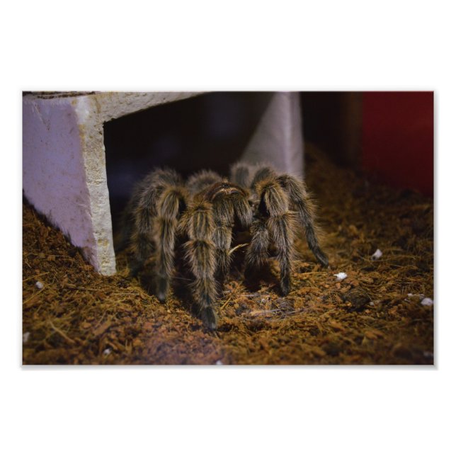 Foto Grammostola Rosea (Frente)