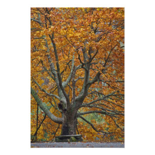 Foto Gran arce en otoño, Bass Lake, cerca