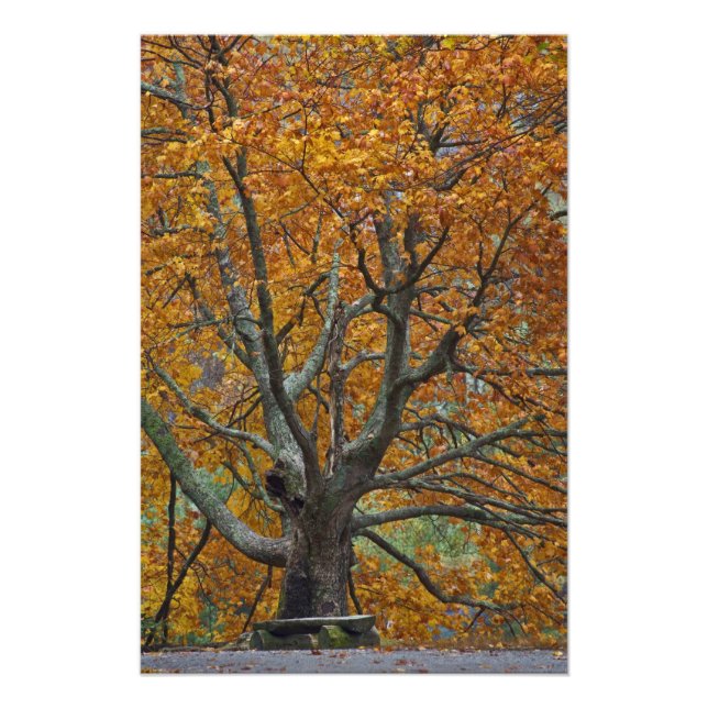 Foto Gran arce en otoño, Bass Lake, cerca (Frente)