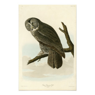 Foto Gran búho cínico de las aves auduónicas de América