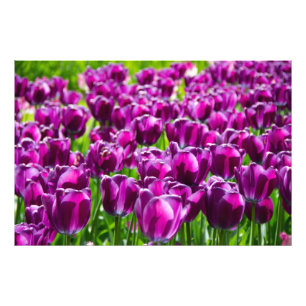 Foto Gran campo de tulipanes morados