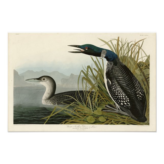 Foto Gran Diver del Norte Loon Aves Audubon de América (Frente)
