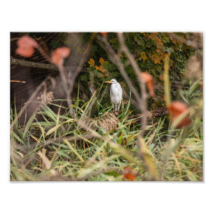 Foto Gran Egret
