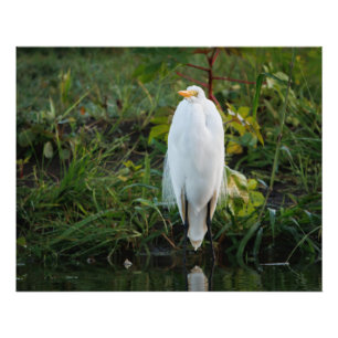Foto Gran Egret