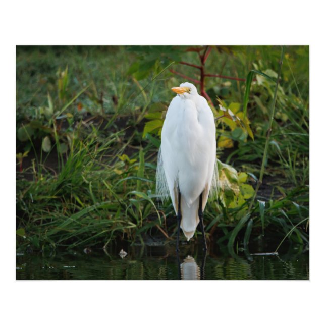 Foto Gran Egret (Frente)