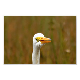 Foto Gran Egret