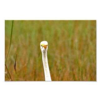 Foto Gran Egret