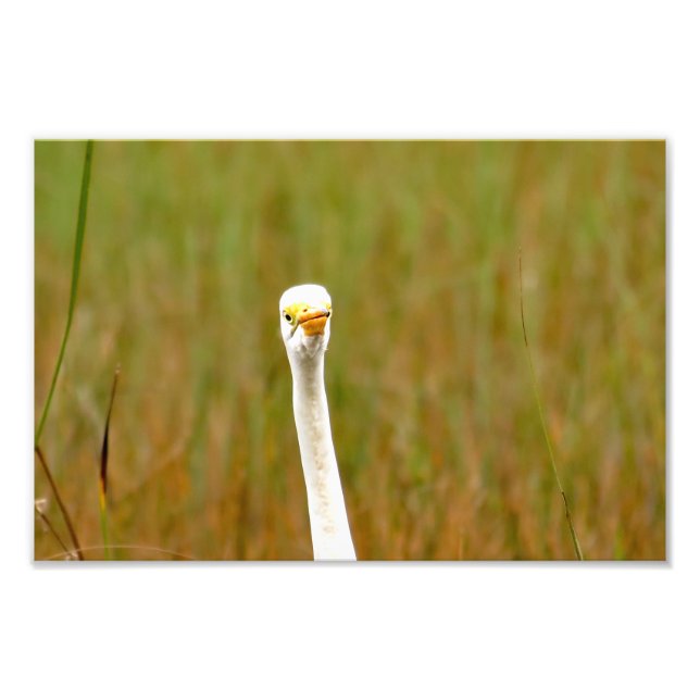 Foto Gran Egret (Frente)