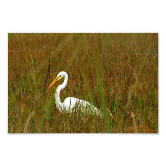 Foto Gran Egret
