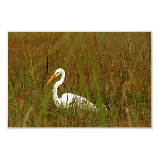 Foto Gran Egret (Frente)