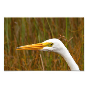 Foto Gran Egret