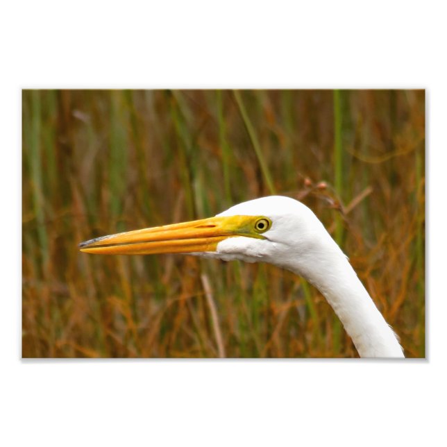 Foto Gran Egret (Frente)