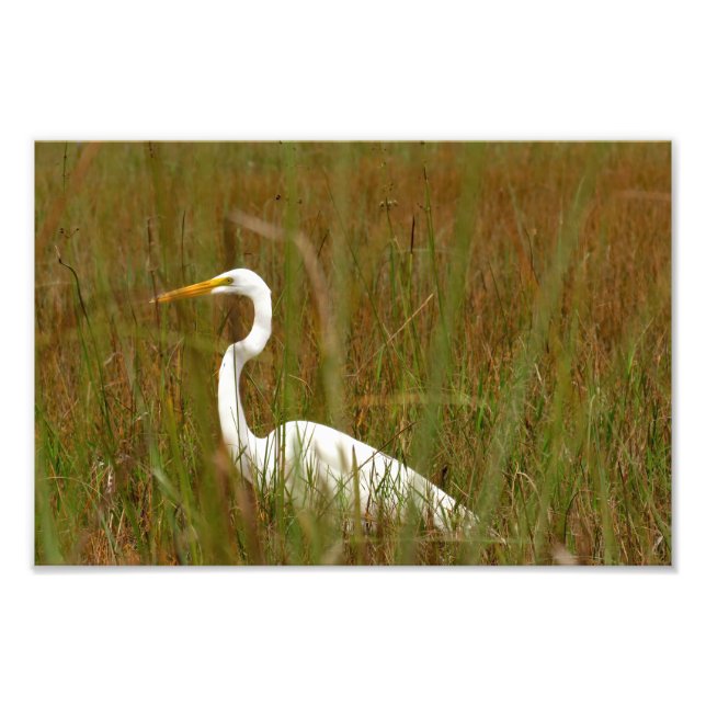 Foto Gran Egret (Frente)