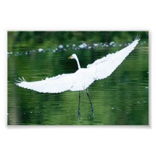 Foto Gran Egret Blanco