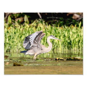 Foto Gran garza azul