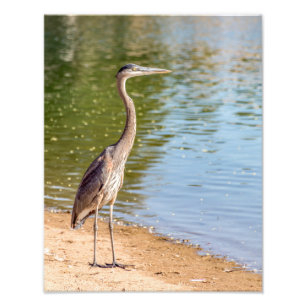 Foto Gran garza azul 1884