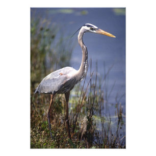 Foto Gran garza azul ave de agua