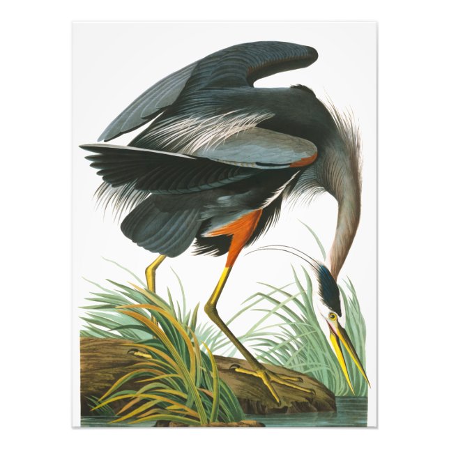 Foto Gran garza azul de John James Audubon (Frente)