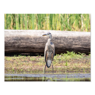 Foto Gran garza azul en el lago Champlain