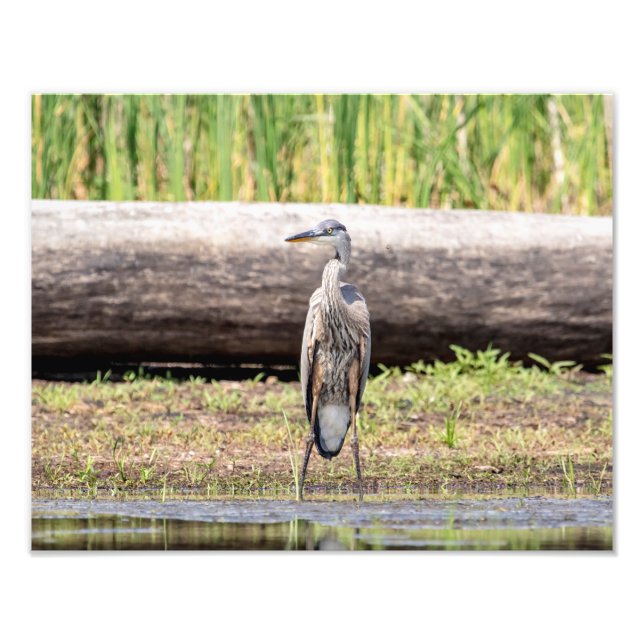Foto Gran garza azul en el lago Champlain (Frente)