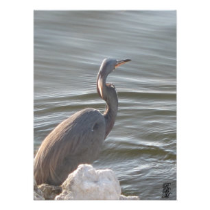 Foto Gran garza azul junto al agua