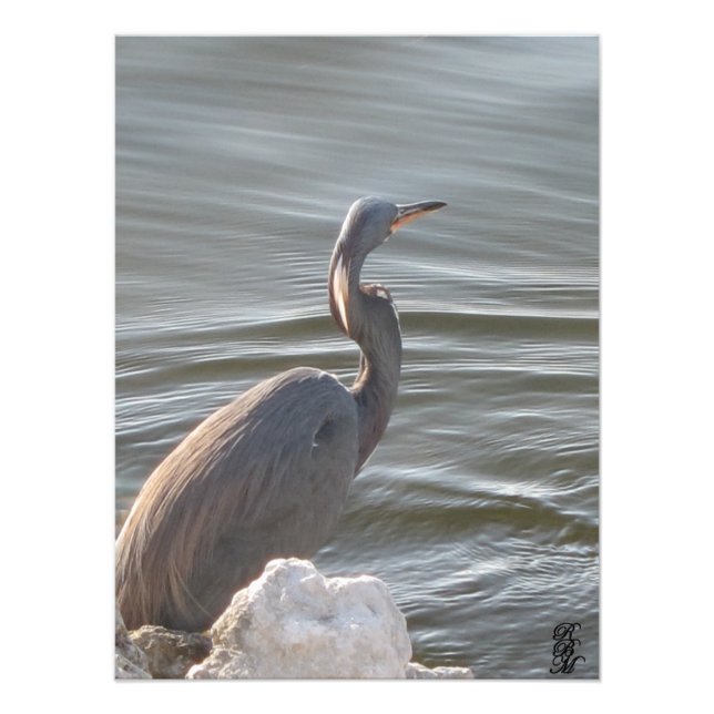 Foto Gran garza azul junto al agua (Frente)